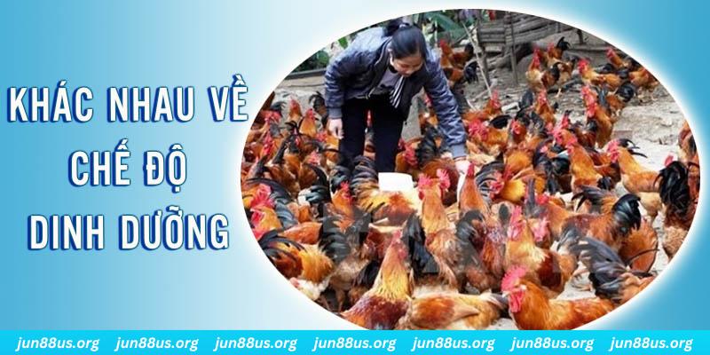 pk8 đăng nhập roulette hôm nay
