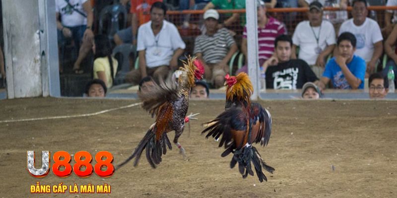 pk8 đăng nhập mậu binh khuyến mãi