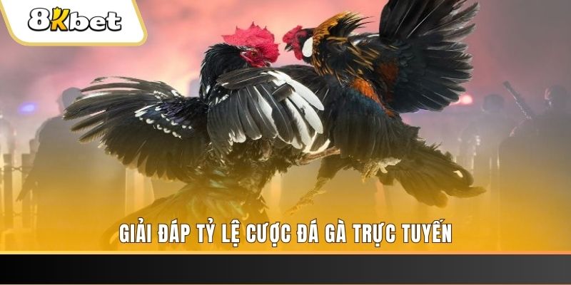 pk8 trực tiếp đá gà thomo