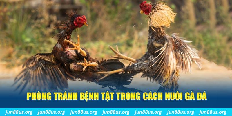 pk8 Bài Poker Bonus